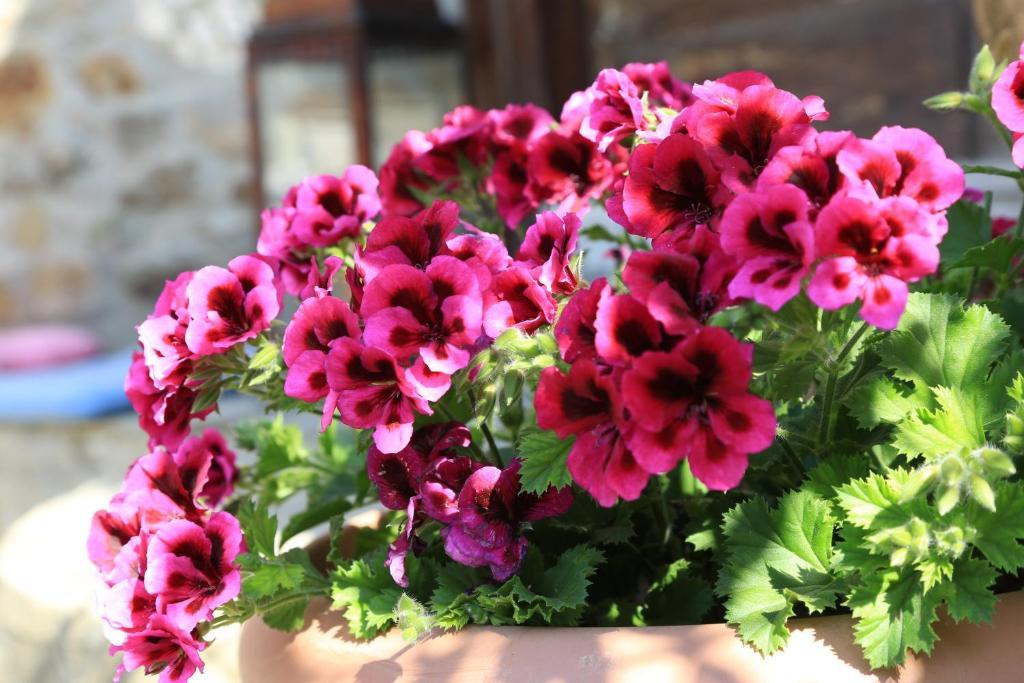 Terrace Houses Sirince Selcuk Room photo